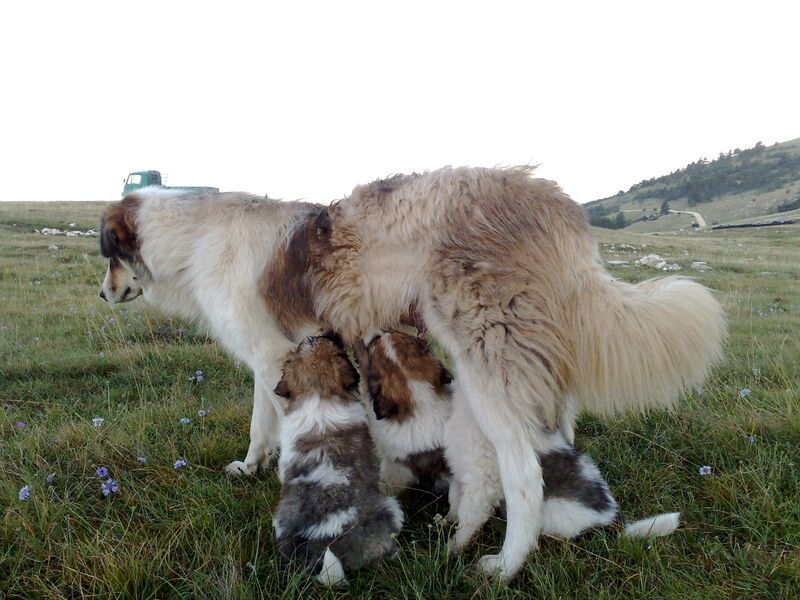 A shepherd dog nursing her puppies in a grassy mountain landscape.